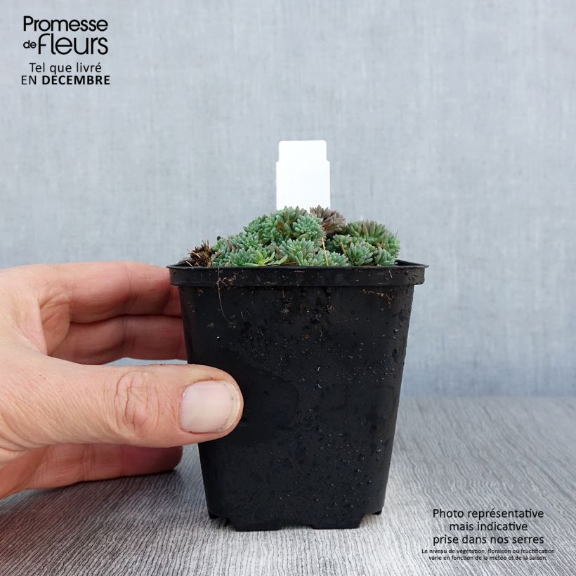 Sedum lydium Glaucum Vasetto da 8/9 cm esemplare consegnato in inverno