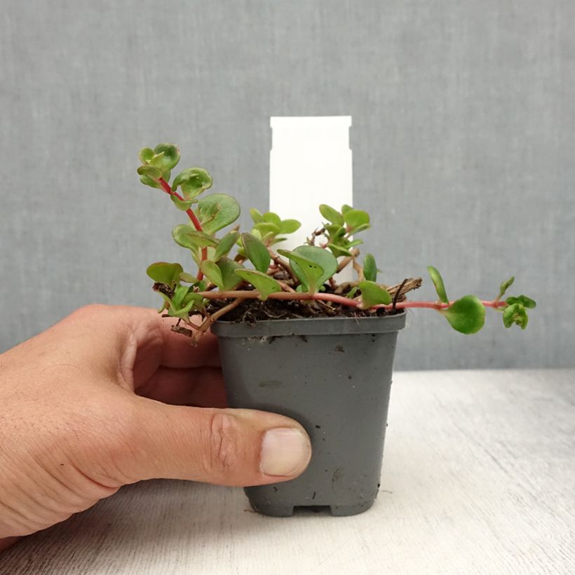 Esemplare di Sedum makinoi Lime Vasetto da 8/9 cm consegnato in estate