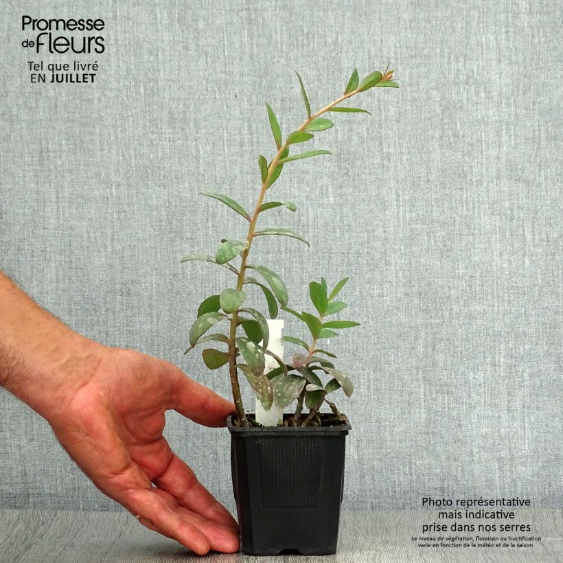 Esemplare di Sedum telephium Marina Vasetto da 8/9 cm consegnato in estate