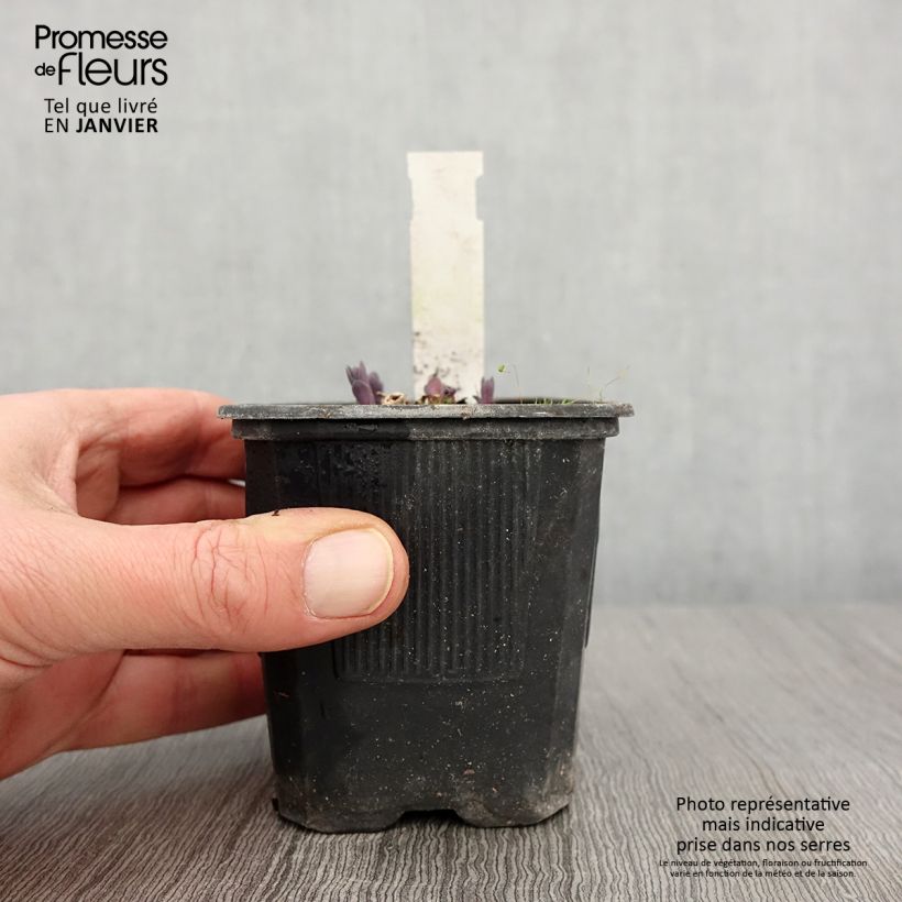 Sedum telephium Marina Vasetto da 8/9 cm esemplare consegnato in inverno