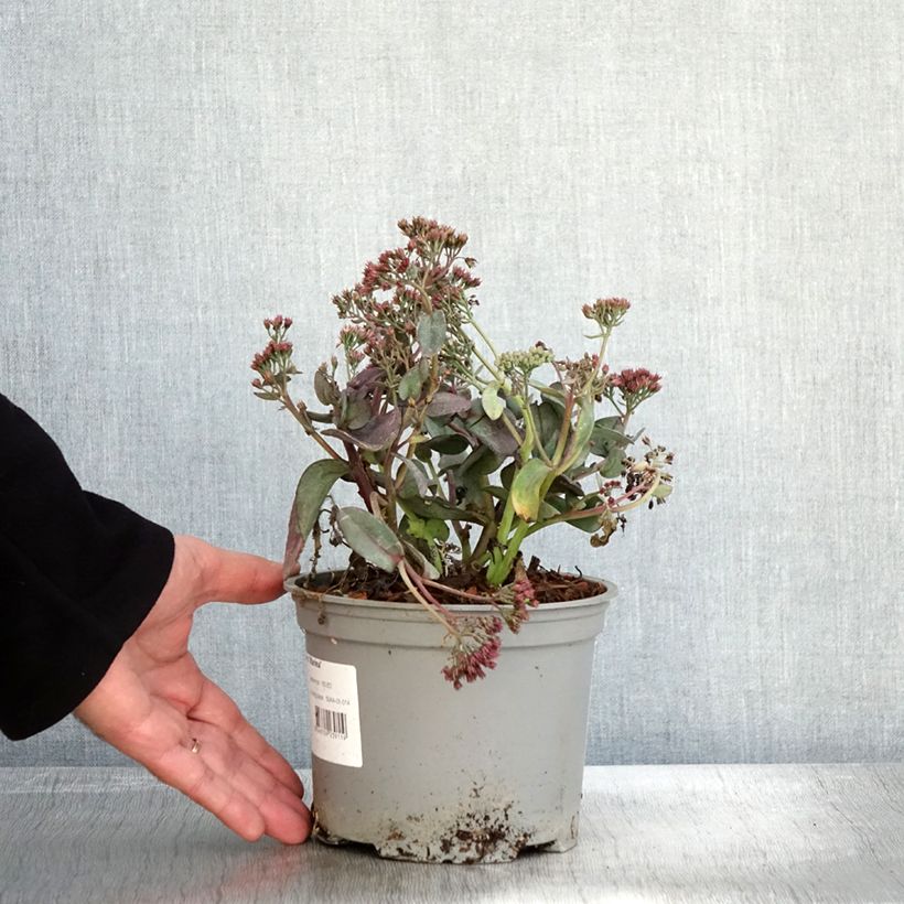 Esemplare di Sedum telephium Marina Vaso da 2L/3L come consegnato in autunno