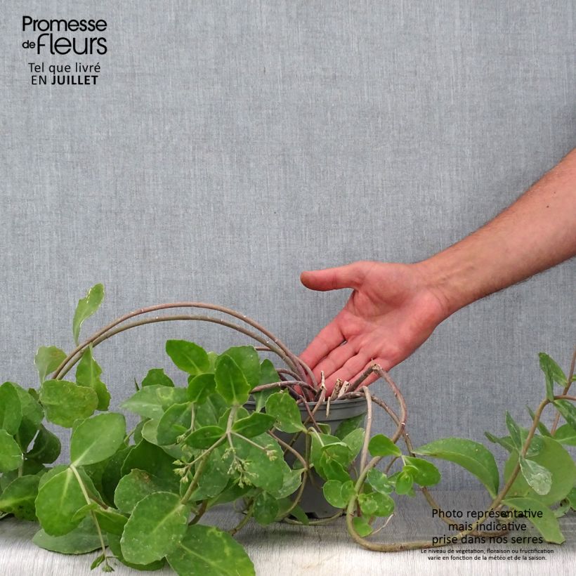 Esemplare di Sedum telephium Marina Vaso da 2L/3L consegnato in estate