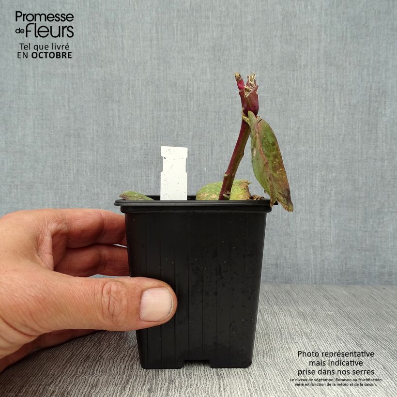 Esemplare di Sedum Matrona Vasetto da 8/9 cm come consegnato in autunno