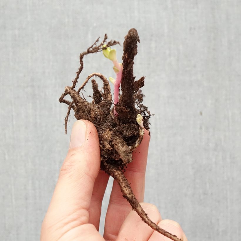 Sedum Matrona Piante piccole a radice nuda esemplare consegnato in inverno