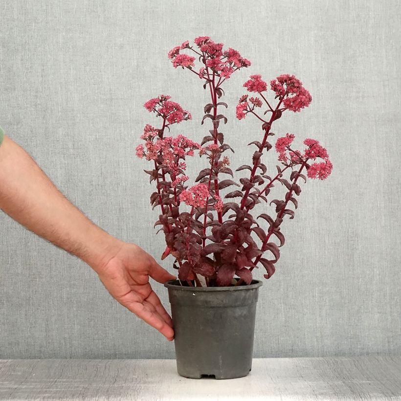 Esemplare di Sedum Mojave Jewels Diamond Vaso da 2L/3L consegnato in estate