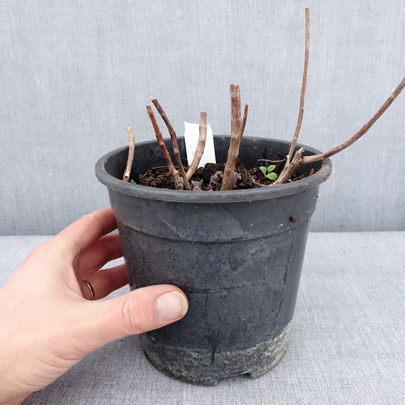 Sedum Mojave Jewels Diamond Vaso da 2L/3L esemplare consegnato in inverno