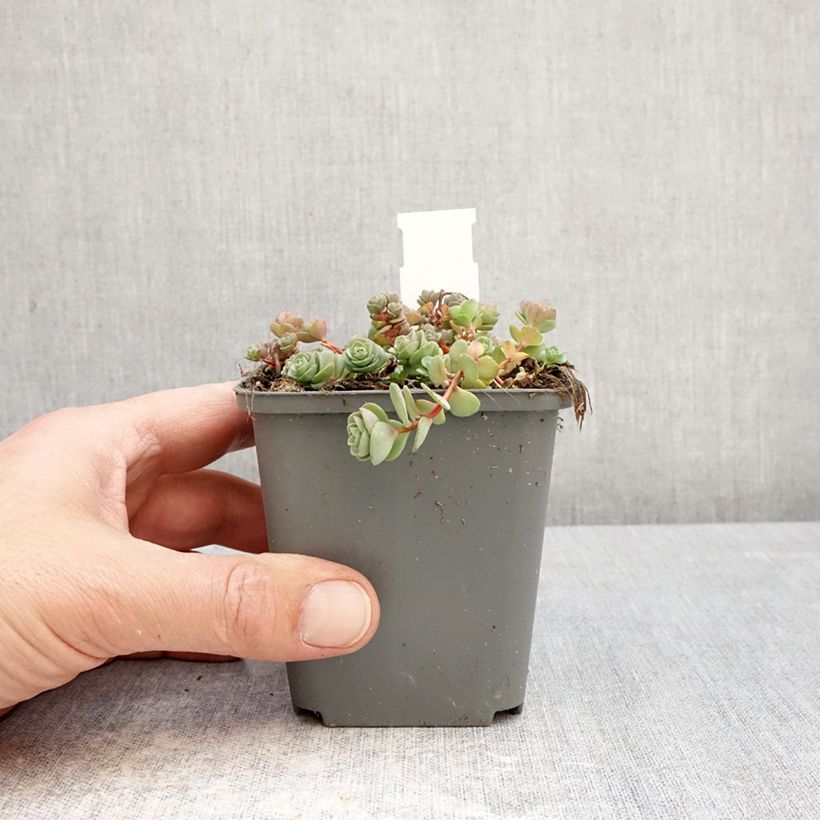 Sedum ewersii Rose Vasetto da 8/9 cm esemplare consegnato in primavera