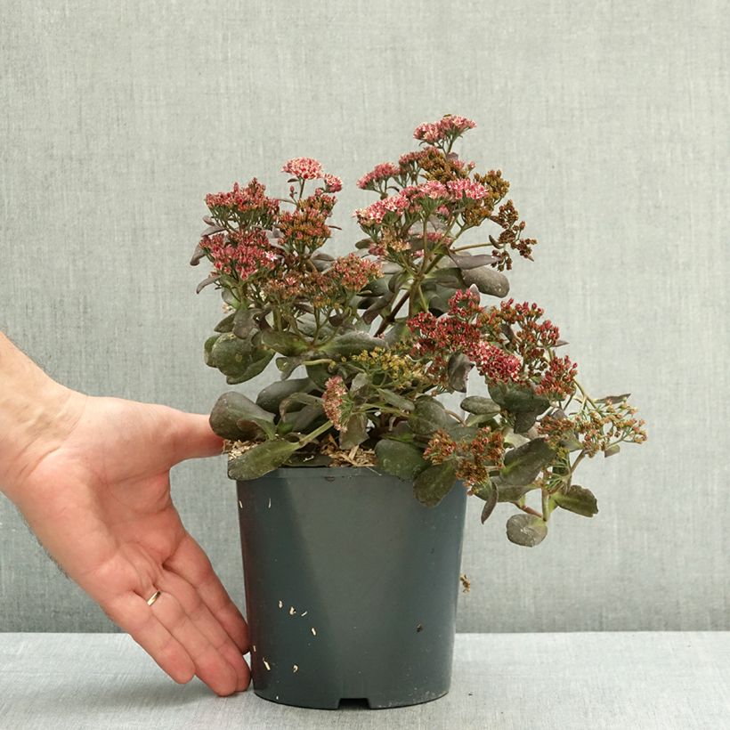 Esemplare di Sedum telephium Touchdown Teak Vaso da 2L/3L consegnato in estate