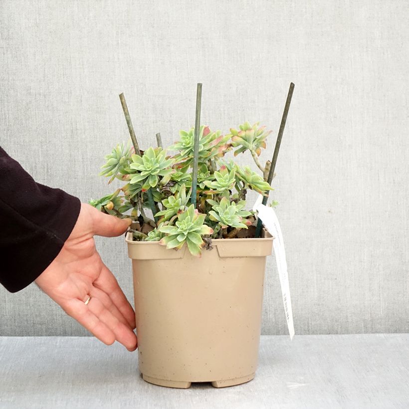 Esemplare di Sedum palmeri - Borracina di Palmer Vaso da 3L/4L come consegnato in autunno