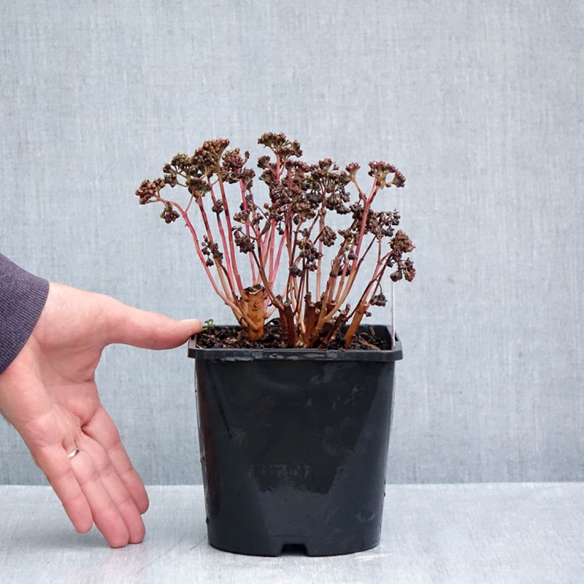 Esemplare di Sedum Peach Pearls - Orpin d'automne Pot de 1,5L/2L come consegnato in autunno