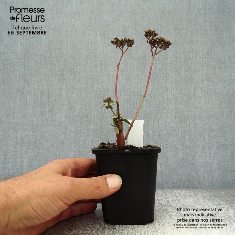 Esemplare di Sedum spectabile Purple Emperor - Borracina Vasetto da 8/9 cm come consegnato in autunno