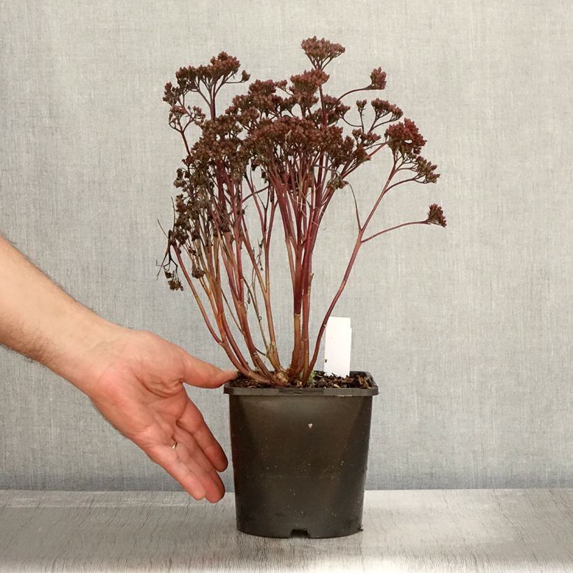 Esemplare di Sedum spectabile Purple Emperor - Borracina Vaso da 1,5L/2L come consegnato in autunno