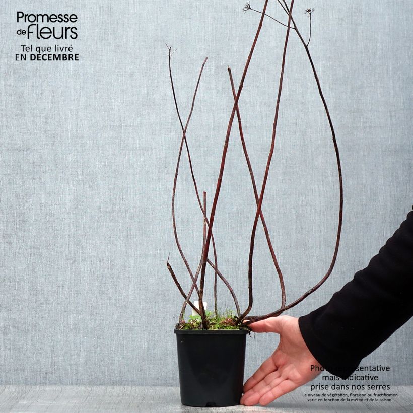 Sedum spectabile Purple Emperor - Borracina Vaso da 1,5L/2L esemplare consegnato in inverno