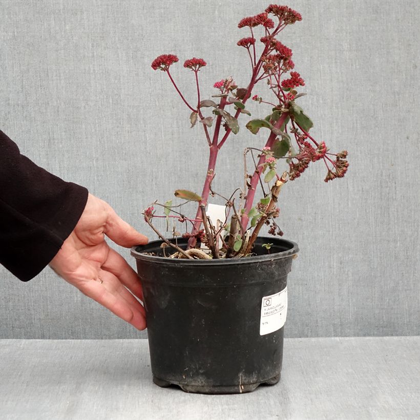 Esemplare di Sedum Red Cauli Vaso da 2L/3L come consegnato in autunno