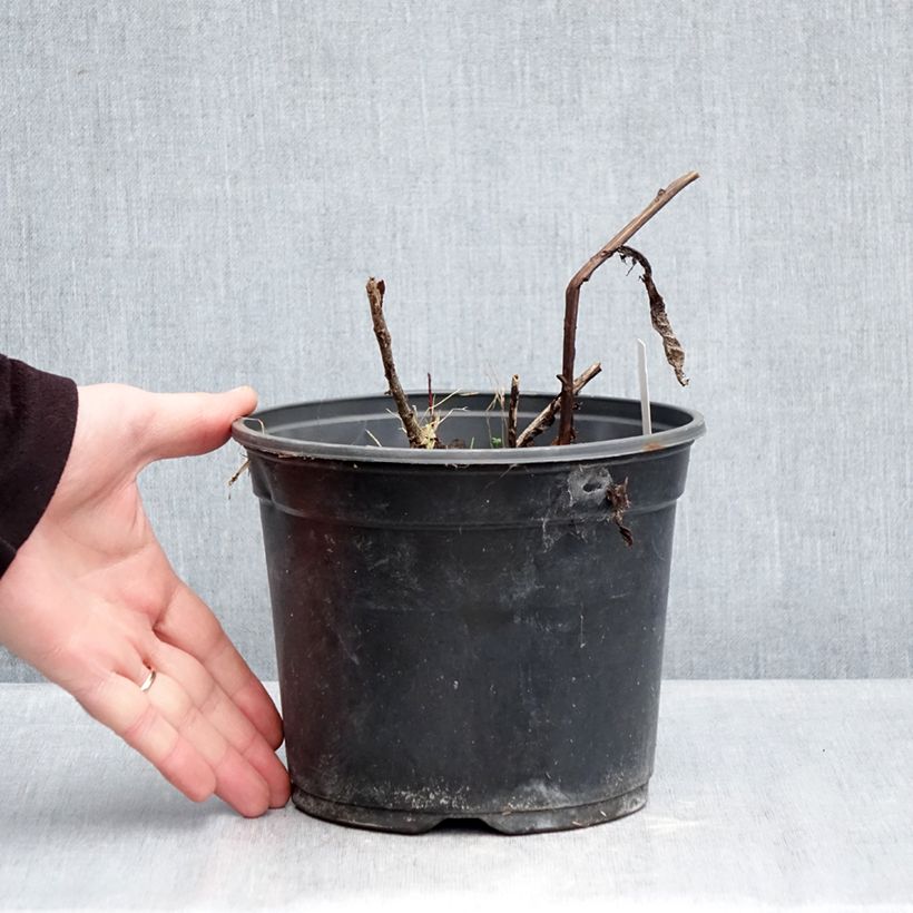 Sedum Red Cauli Vaso da 2L/3L esemplare consegnato in inverno