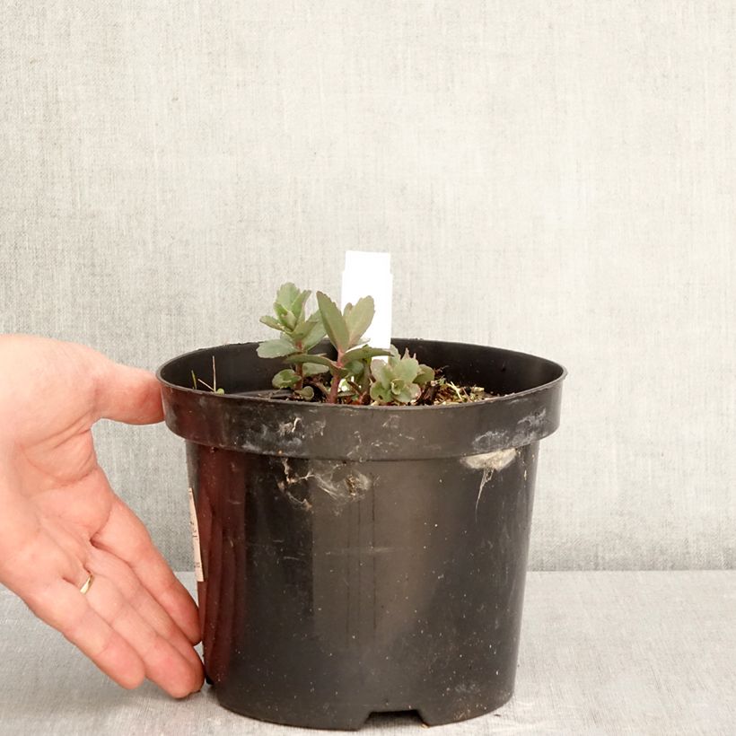 Sedum Red Cauli Vaso da 2L/3L esemplare consegnato in primavera