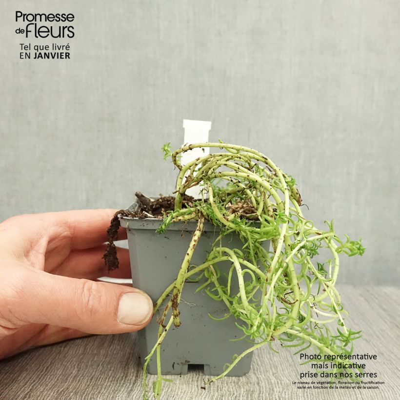 Sedum reflexum Angelina - Borracina rupestre Vasetto da 8/9 cm esemplare consegnato in inverno