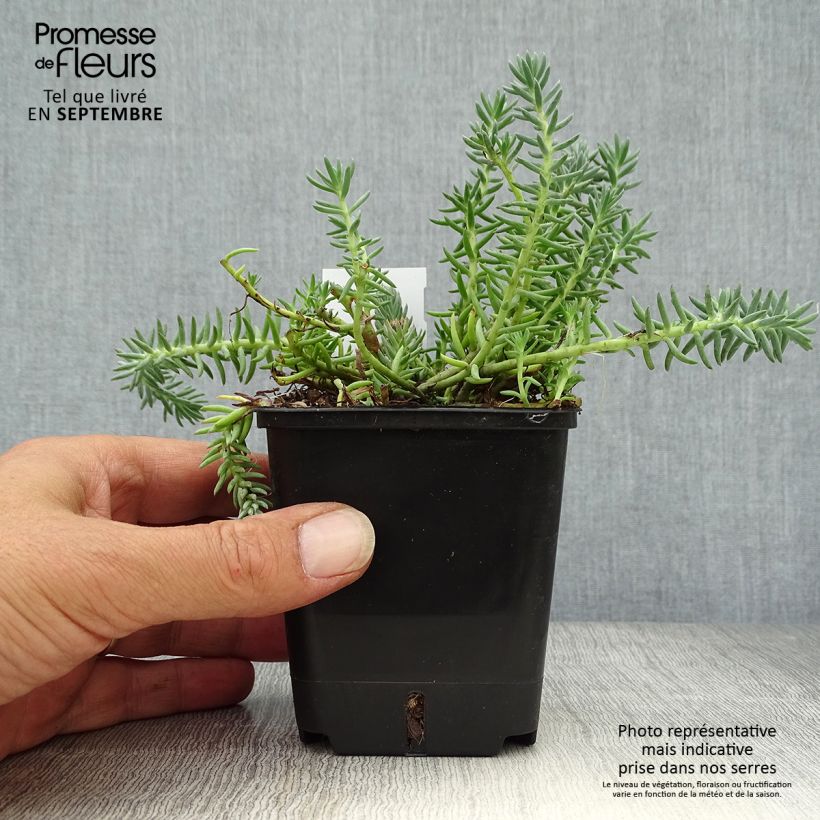 Esemplare di Sedum reflexum Blue Spruce - Borracina rupestre Vasetto da 8/9 cm come consegnato in autunno
