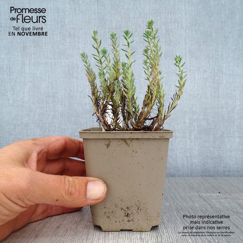 Esemplare di Sedum reflexum - Borracina rupestre Vasetto da 8/9 cm come consegnato in autunno