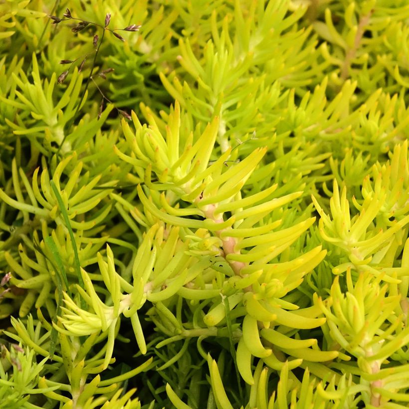 Sedum reflexum Yellow Cushion - Borracina rupestre (Fogliame)