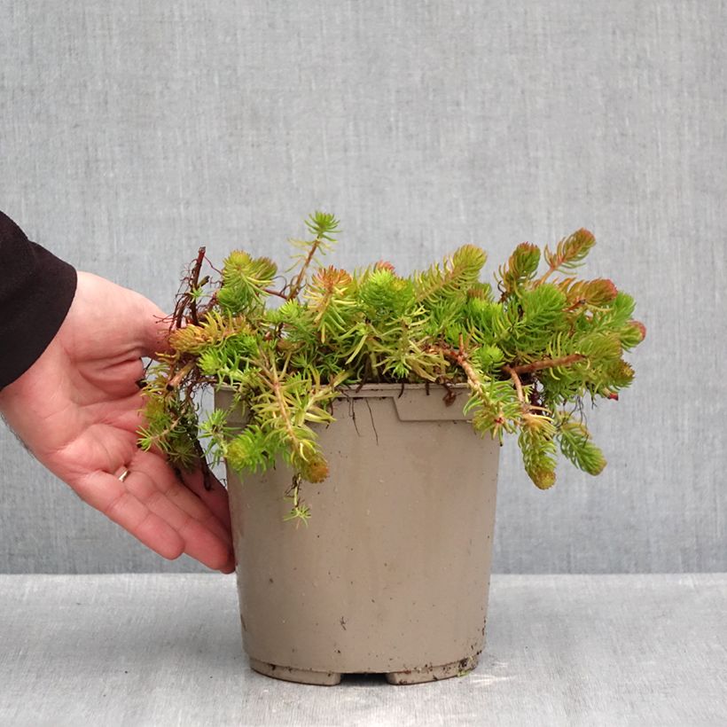 Esemplare di Sedum reflexum Yellow Cushion - Borracina rupestre Vaso da 3L/4L come consegnato in autunno