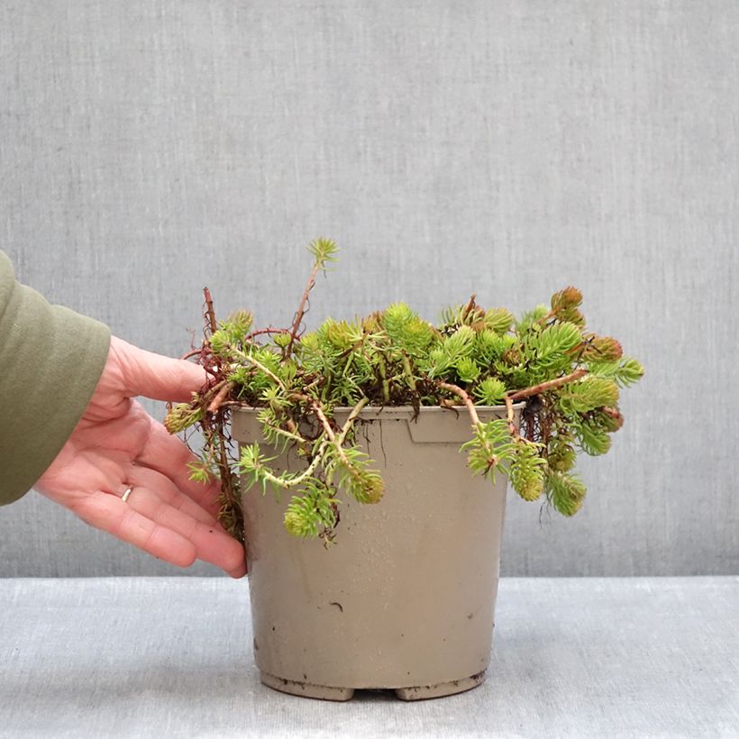 Sedum reflexum Yellow Cushion - Borracina rupestre Vaso da 3L/4L esemplare consegnato in inverno