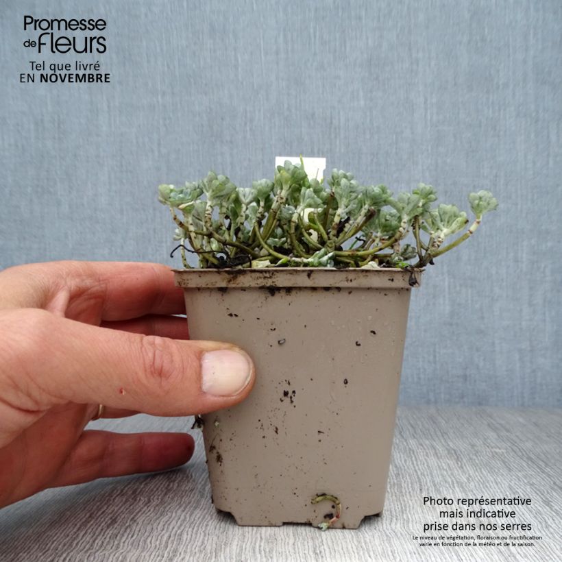 Esemplare di Sedum spathulifolium Cape Blanco Vasetto da 8/9 cm come consegnato in autunno
