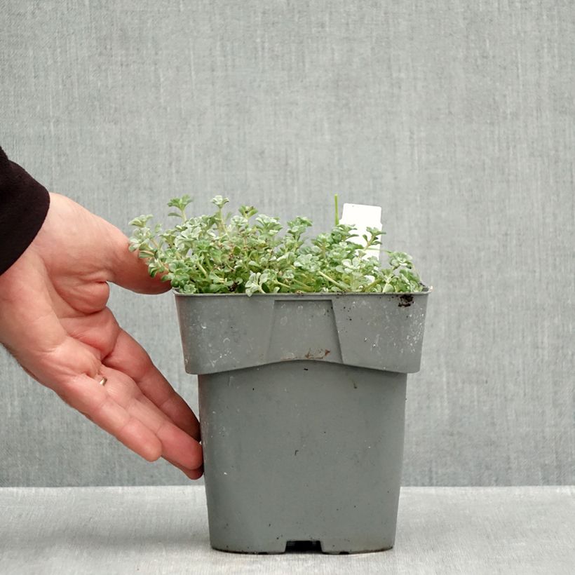 Esemplare di Sedum spathulifolium Cape Blanco Vaso da 1,5L/2L come consegnato in autunno