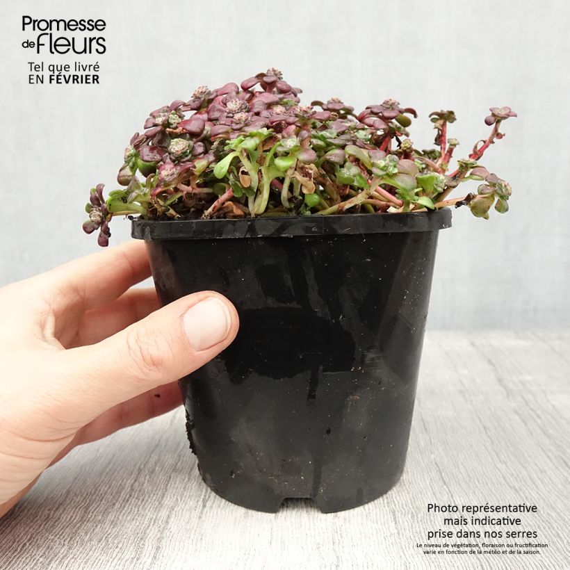 Sedum spathulifolium Purpureum Vaso da 2L/3L esemplare consegnato in inverno