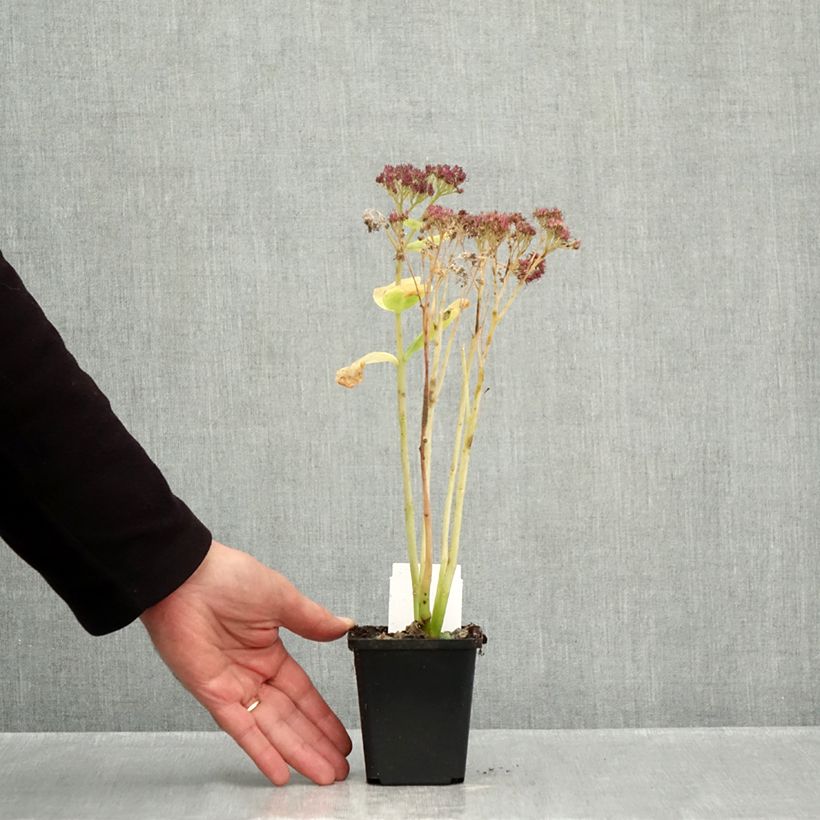 Esemplare di Sedum spectabile Brilliant - Borracina Vasetto da 8/9 cm come consegnato in autunno