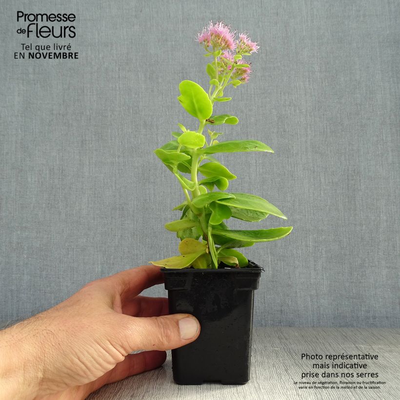 Esemplare di Sedum spectabile Carmen - Borracina Vasetto da 7/8 cm come consegnato in autunno