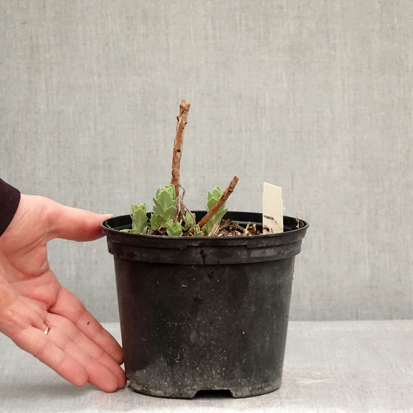 Sedum spectabile Neon - Borracina Vaso da 2L/3L esemplare consegnato in inverno