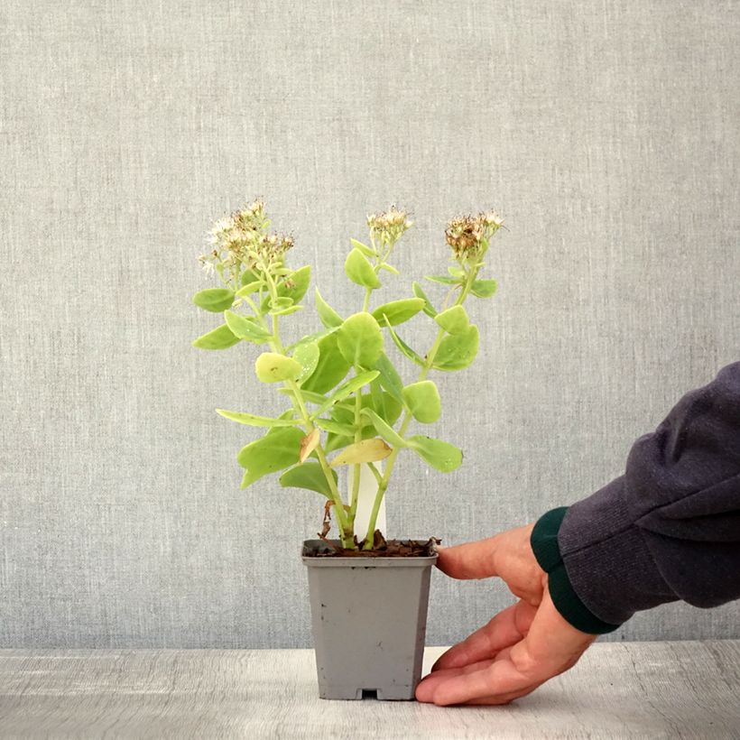 Esemplare di Sedum spectabile Stardust - Borracina Vasetto da 8/9 cm come consegnato in autunno
