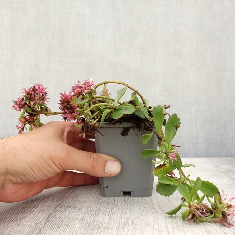 Esemplare di Sedum spurium Dragon Blood Vasetto da 8/9 cm come consegnato in autunno