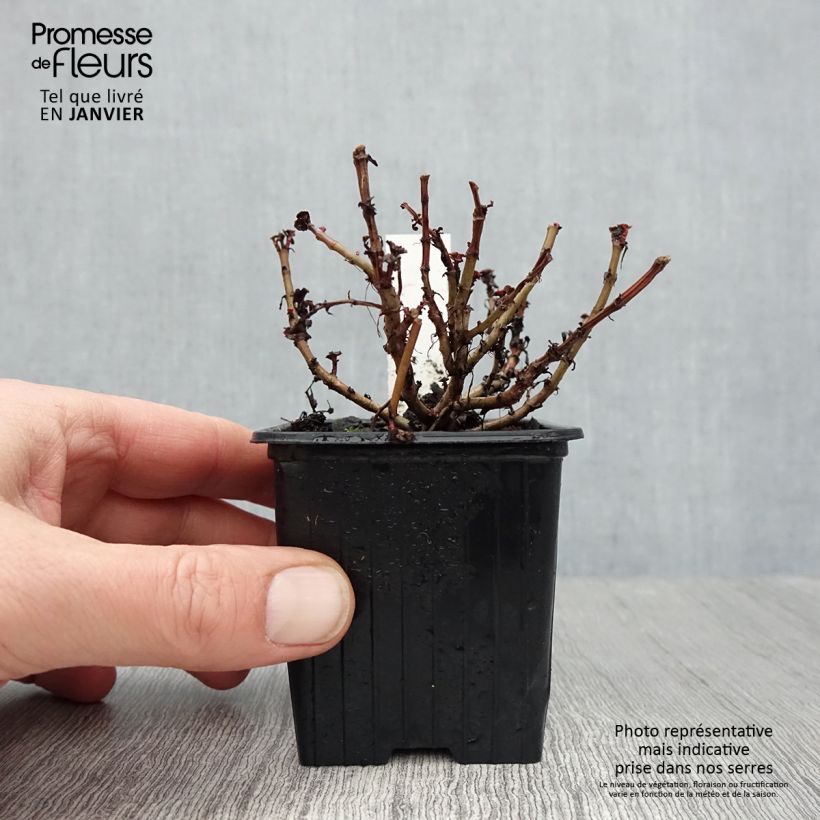 Sedum spurium Dragon Blood Vasetto da 8/9 cm esemplare consegnato in inverno