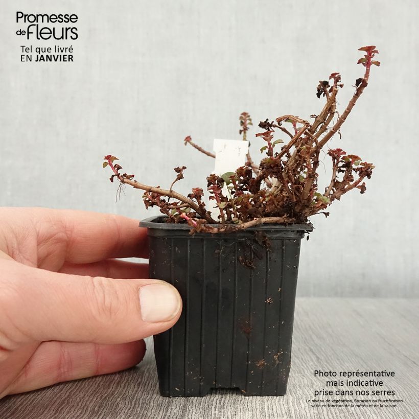 Sedum spurium Fuldaglut Vasetto da 8/9 cm esemplare consegnato in inverno