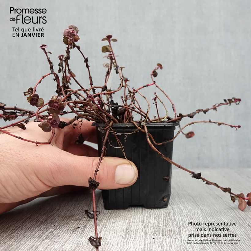 Sedum spurium Woodoo Vasetto da 8/9 cm esemplare consegnato in inverno