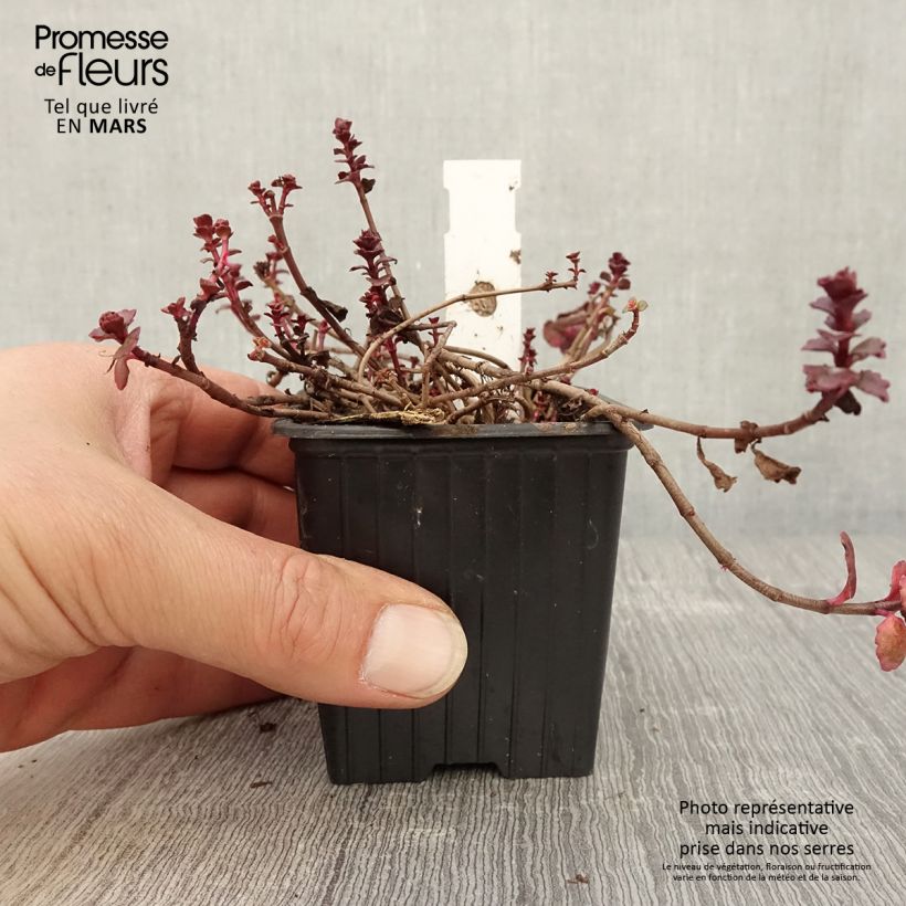 Sedum spurium Woodoo Vasetto da 8/9 cm esemplare consegnato in primavera