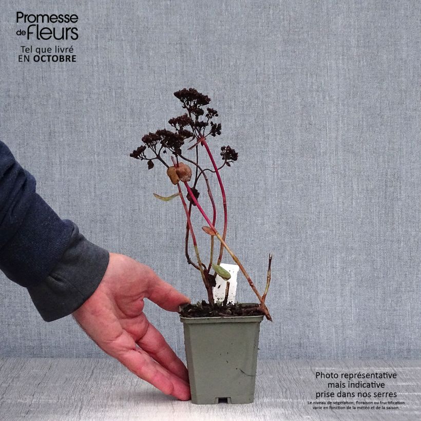 Esemplare di Sedum Strawberry and Cream Vasetto da 8/9 cm come consegnato in autunno