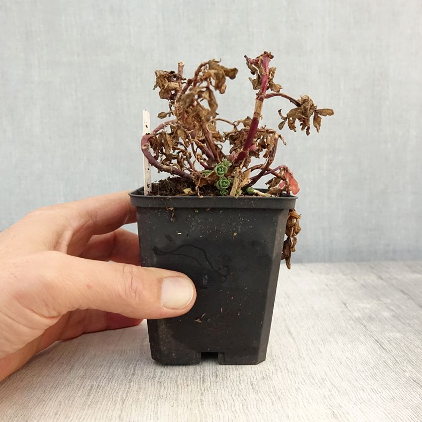 Esemplare di Sedum Sunsparkler Blue Pearl Vasetto da 8/9 cm come consegnato in autunno