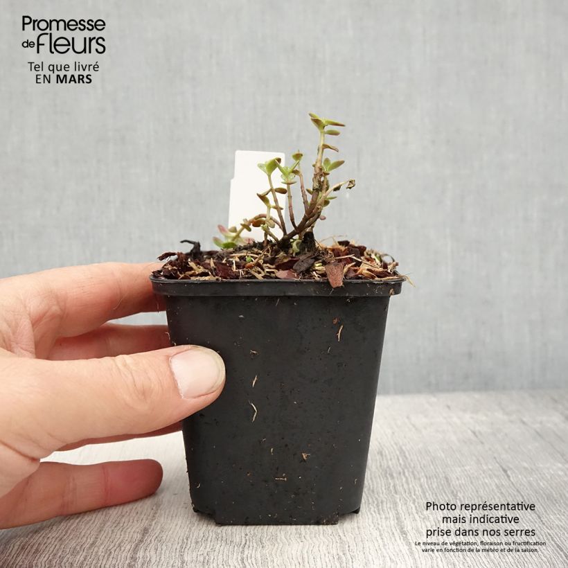 Sedum Sunsparkler Blue Pearl Vasetto da 8/9 cm esemplare consegnato in primavera