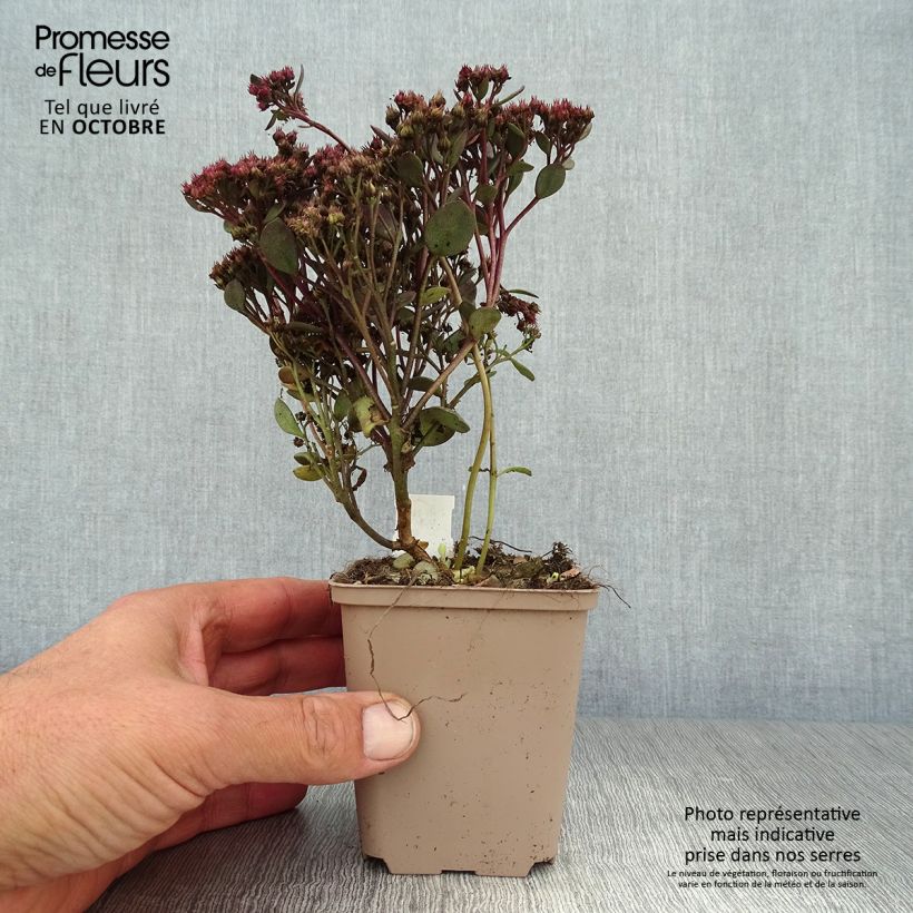 Esemplare di Sedum Sunsparkler Dazzleberry Vasetto da 8/9 cm come consegnato in autunno