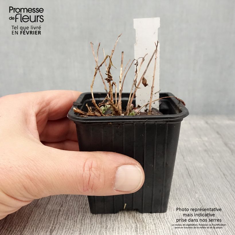 Sedum Sunsparkler Dream Dazzler Vasetto da 8/9 cm esemplare consegnato in inverno