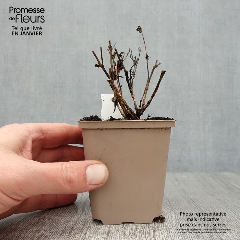 Sedum Sunsparkler Plum Dazzled Vasetto da 8/9 cm esemplare consegnato in inverno