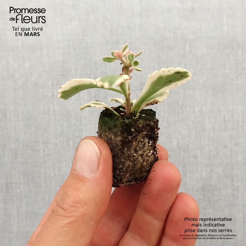 Sedum takesimense Atlantis mini zolla... esemplare consegnato in primavera