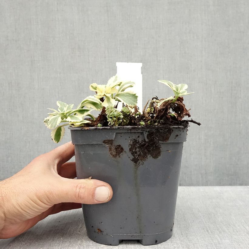 Esemplare di Sedum takesimense Atlantis Vaso da 1,5L/2L come consegnato in autunno