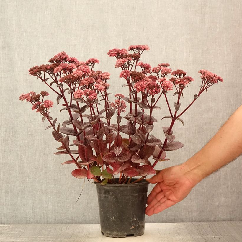 Esemplare di Sedum Bon Bon Vaso da 2L/3L consegnato in estate