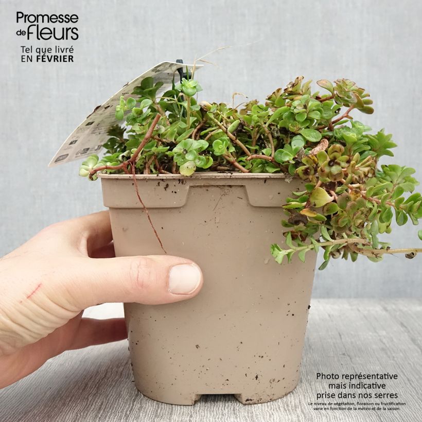 Sedum tetractinum Coral Reef Vaso da 2L/3L esemplare consegnato in inverno