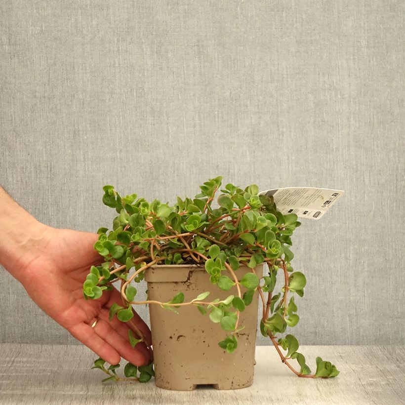 Sedum tetractinum Coral Reef Vaso da 2L/3L esemplare consegnato in primavera