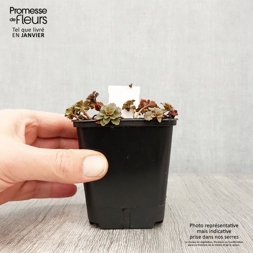 Sedum kamtschaticum var. floriferum Weihenstephaner Gold Vasetto da 8/9 cm esemplare consegnato in inverno